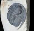 Nice Cornuproetus Trilobite #16127-2
